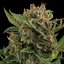 Royal Queen Seeds Seminte de canabis White Widow Auto