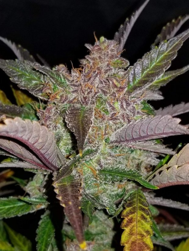 Fast Buds Kremasti kolačići sjemenki kanabisa, automatski