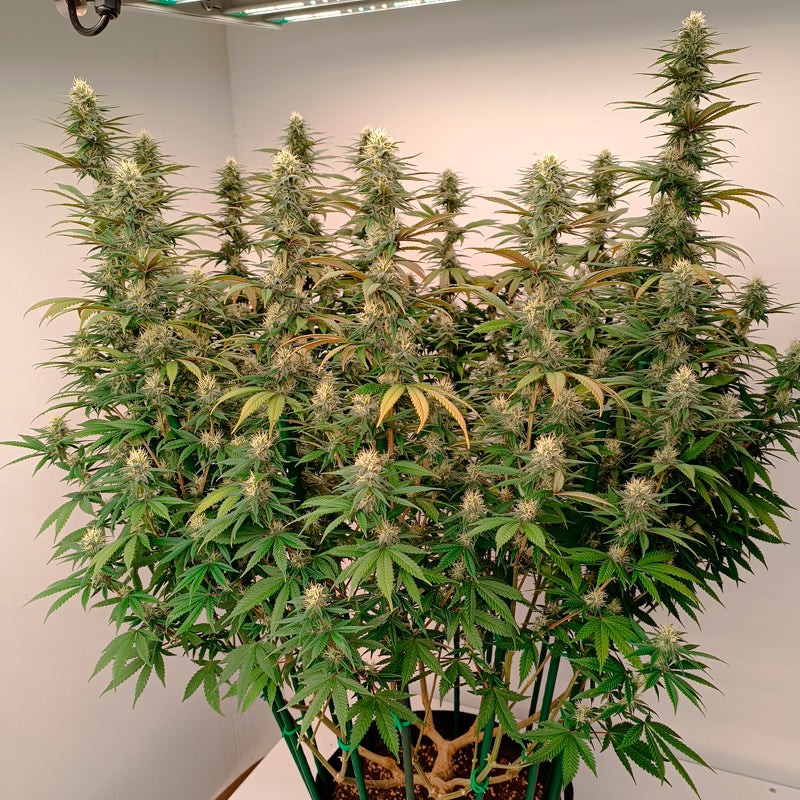Silent Seeds Seminte exotice de canabis Gorilla Frost feminizate