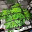 Blimburn Seeds Seminte de canabis Blackberry Moonstones feminizate