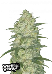 Fast Buds Sjemenke konoplje White Widow Auto