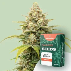 Canntropy Semillas Auto Zkittles (Autofloreciente)