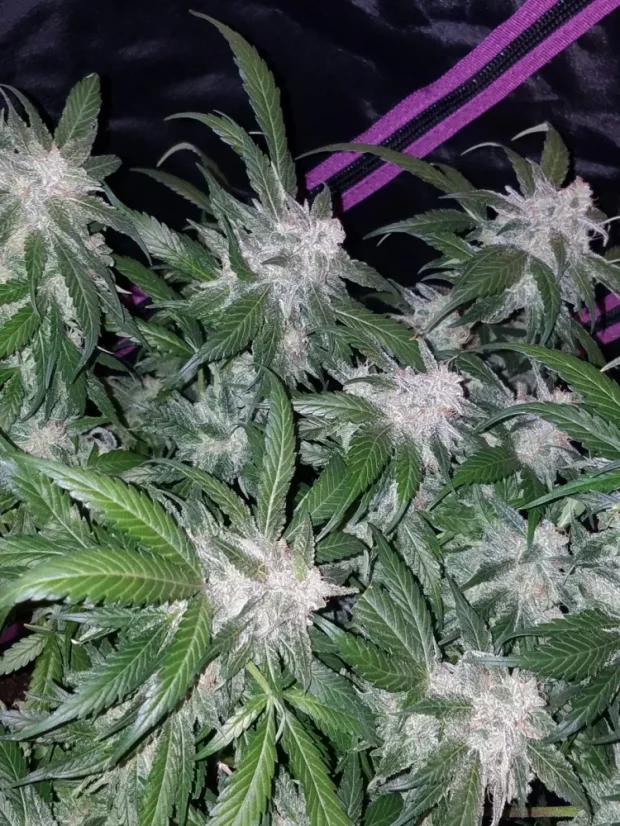 Fast Buds Sjemenke konoplje Tangie Auto