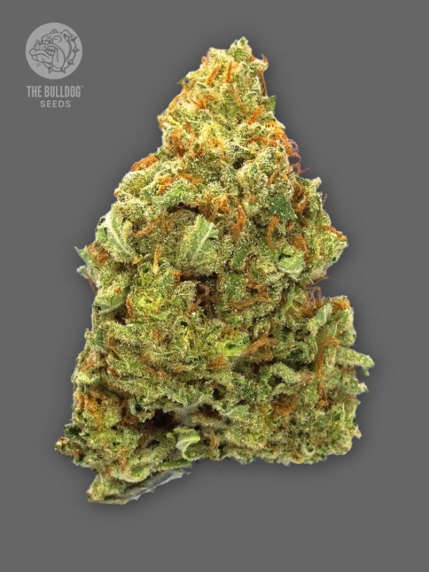 The Bulldog Seeds TB Lemon Haze Auto, 3 og 5 stk