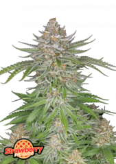 Fast Buds Semi di Cannabis Strawberry Pie Auto