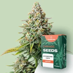 Canntropy Seeds Auto Northern Lights (automātiskā ziedēšana)