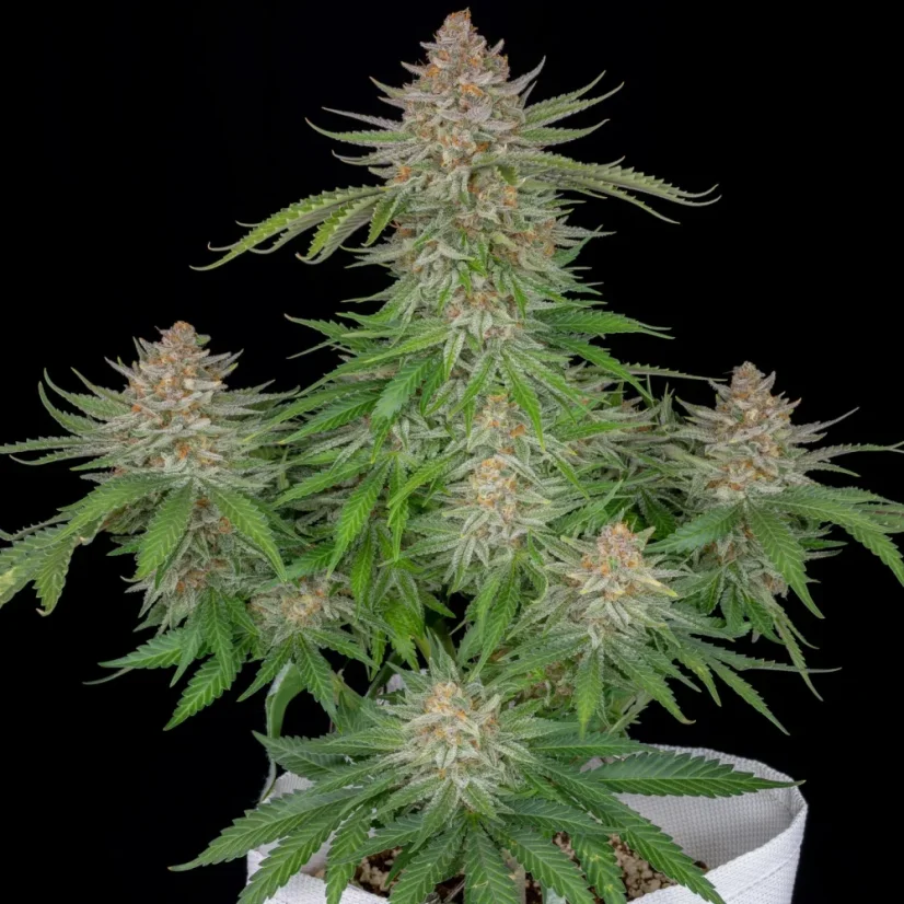 Fast Buds Cannabis Seeds Strawberry Pie Auto