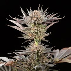 Silent Seeds Semillas De Cannabis Exóticas Lemon Tree 2.0 De Lemon Tree Feminizada
