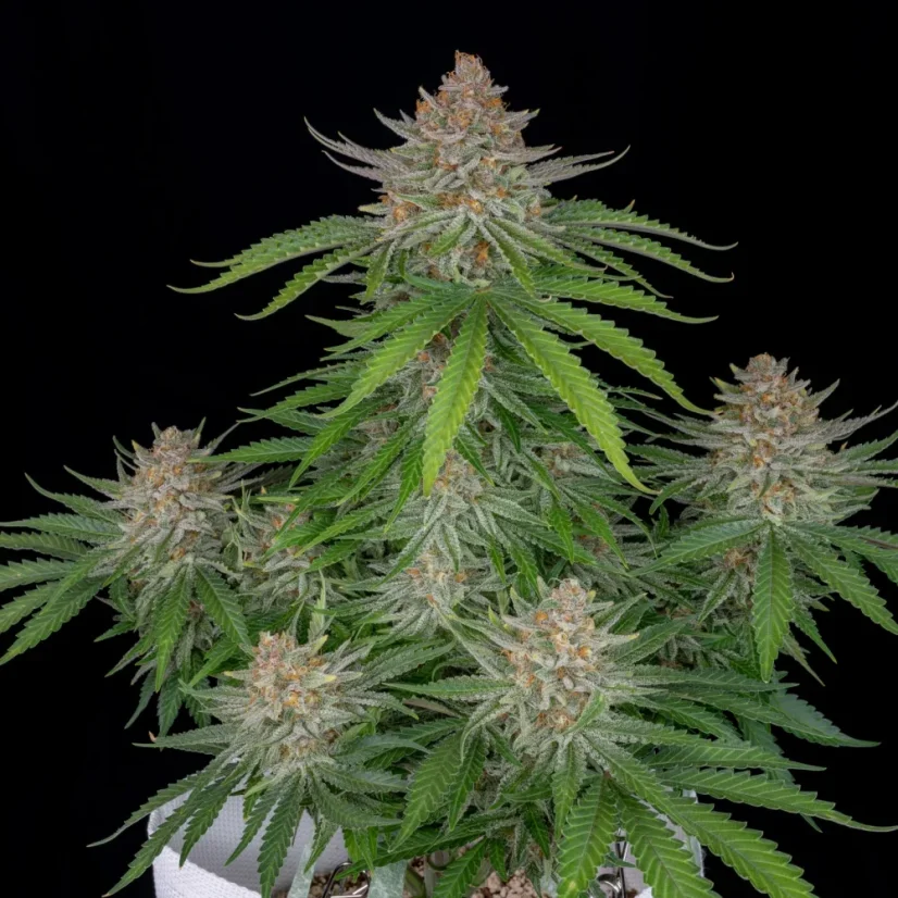 Fast Buds Cannabis Seeds Strawberry Pie Auto