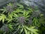 Fast Buds Cannabis Seeds LSD-25 Auto