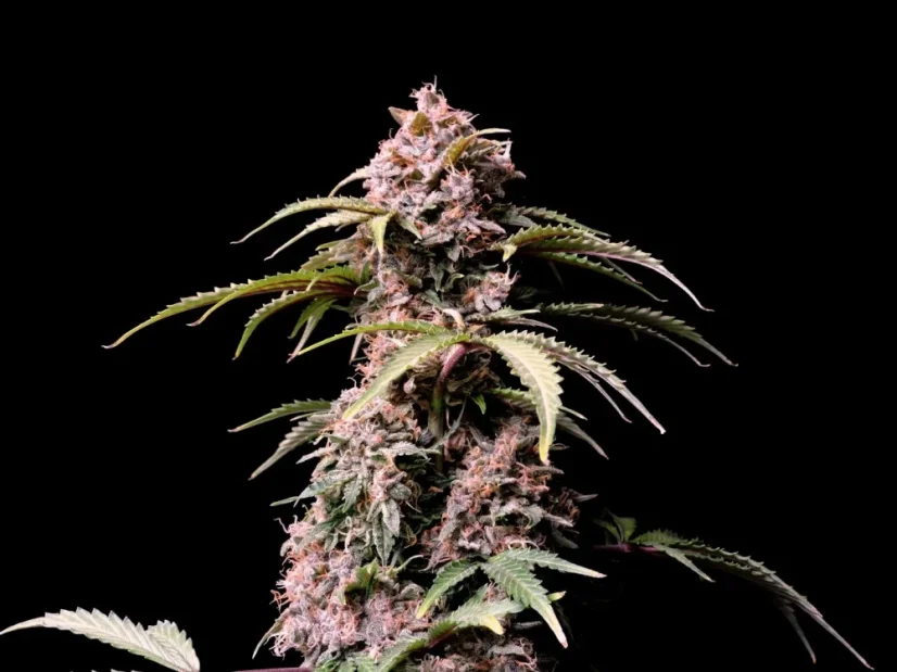 Fast Buds Semi di Cannabis Amnesia Zkittlez Auto