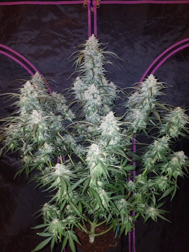 Fast Buds Cannabis Seeds Pineapple Express Auto