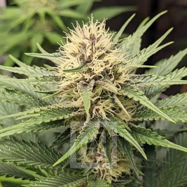 Blimburn Seeds Cannabiszaden Blue Dream Gefeminiseerd