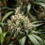 Royal Queen Seeds Seminte de canabis Biscuiti Gelato Auto