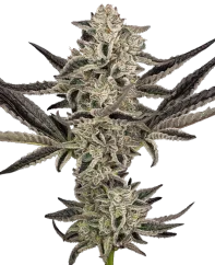 Sensi Seeds Semi di Cannabis Purple Pickle Autofiorente