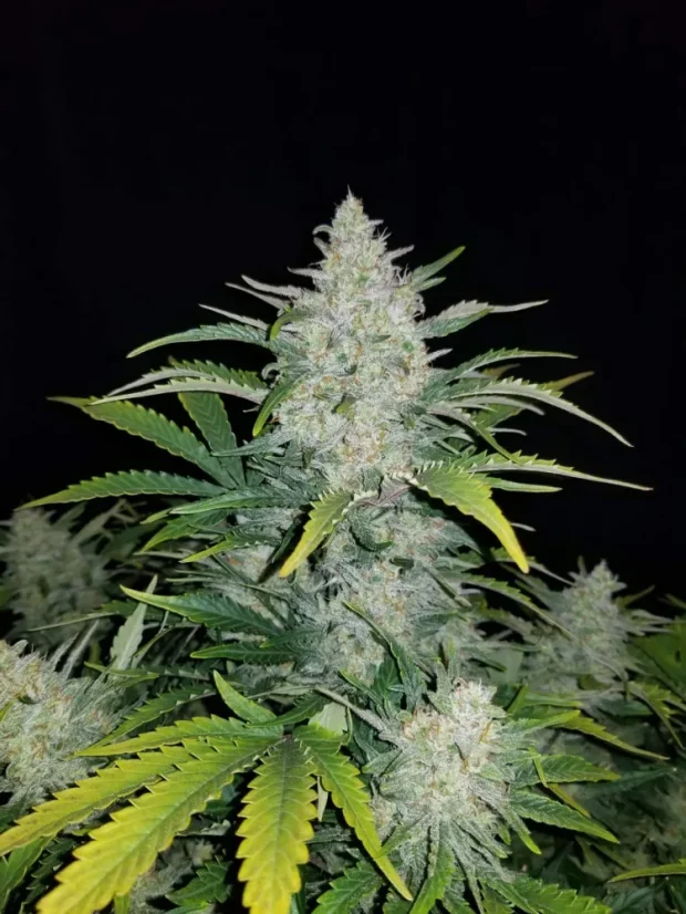 Fast Buds Cannabisfrø Rhino Ryder Auto
