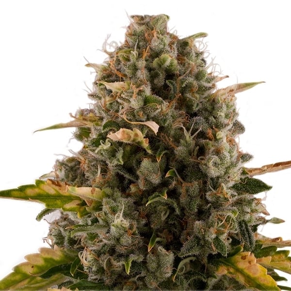 Royal Queen Seeds Seminte de canabis Royal Moby feminizate