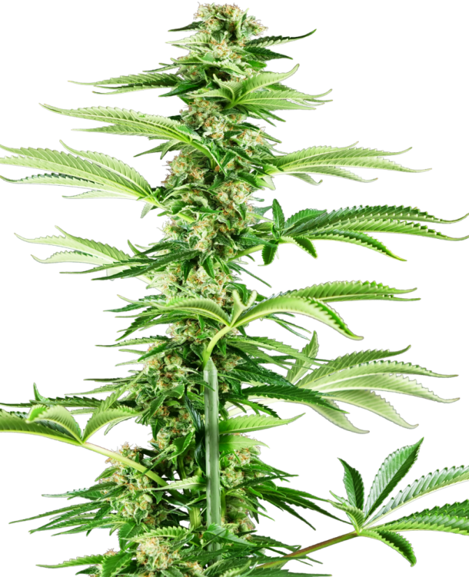 Sensi Seeds Seminte de canabis Honey Melon Haze feminizate, 3-10 buc