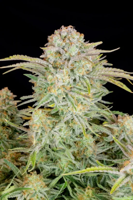 Fast Buds Cannabis Seeds Bruce Banner Auto