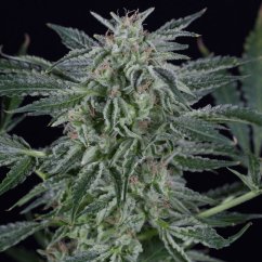 Silent Seeds Seminte de Cannabis Critical Jack Auto Feminizate