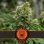 Blimburn Seeds Cannabis Seeds Mamba Negra CBD feminizált