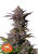 Semillas de Marihuana Fast Buds Tropicana Cookies FF