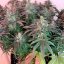 Silent Seeds Seminte de canabis exotice LA Vanilla Cake feminizate