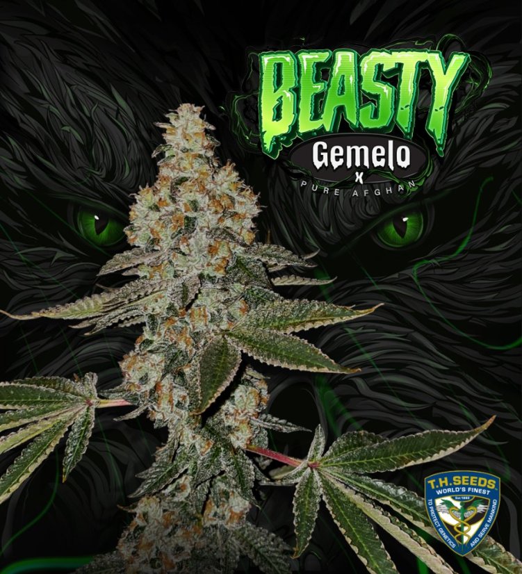 T.H.Seeds™ Seminte de canabis Beasty, pachet special 6+1, feminizate