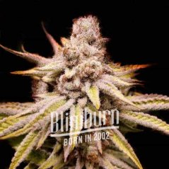Blimburn Seeds Graines de cannabis Wifi OG féminisées