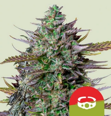 Royal Queen Seeds Σπόροι Κάνναβης GOAT'lato Auto