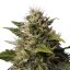 Royal Queen Seeds Seminte de canabis Royal Moby feminizate