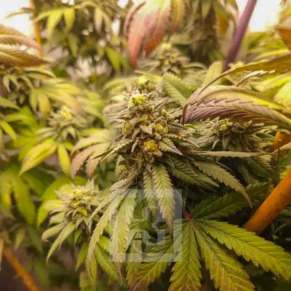 Blimburn Seeds Semena konoplje Grizzly Purple Kush Feminized