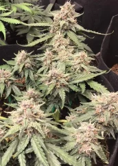 Dutch Passion Seminte de canabis Auto Desfrán® Autoflowering