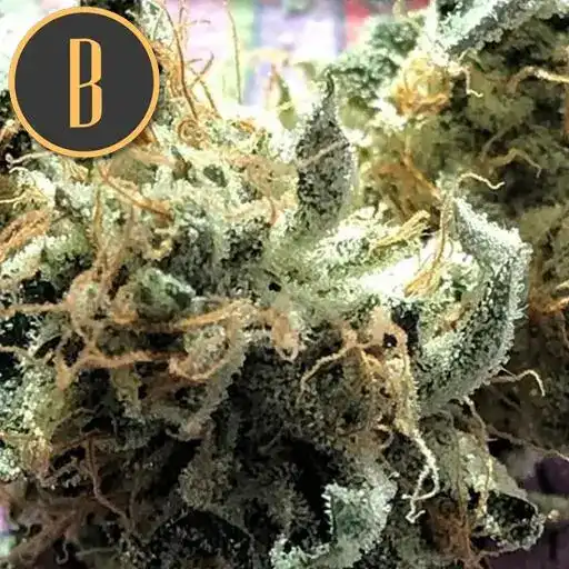 Blimburn Seeds Cannabisfrø Chocolopez feminiseret