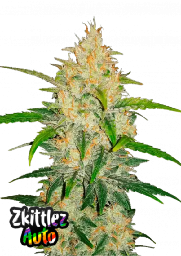 Fast Buds Biji Ganja Zkittlez Auto
