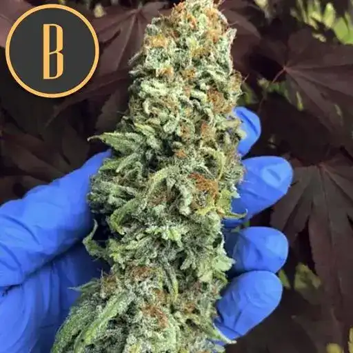 Blimburn Seeds Cannabisfrø BC Diesel feminiseret