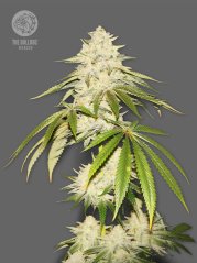 The Bulldog Seeds Joris Pound Cake Feminized, 3 a 5 ks