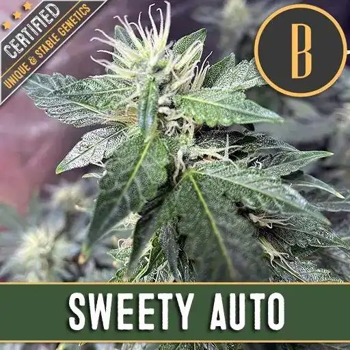 Blimburn Seeds Cannabisfrø Sweety Auto