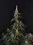 Fast Buds Sjemenke Kanabisa Cheese Auto