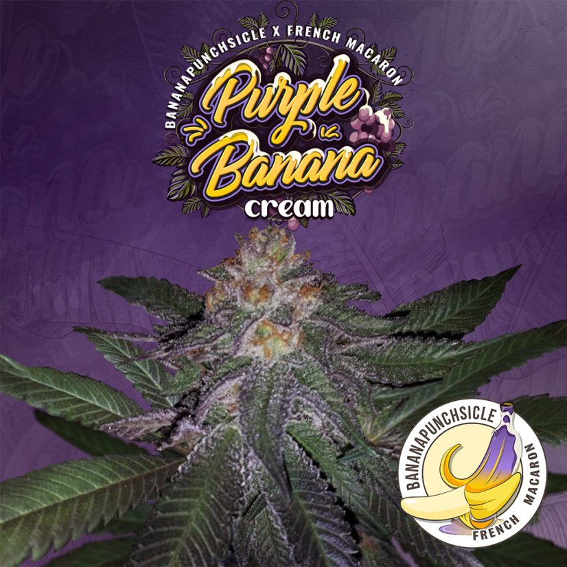 T.H.Seeds™ Seminte de canabis Purple Banana Cream, 6+1 Pachet special, feminizat