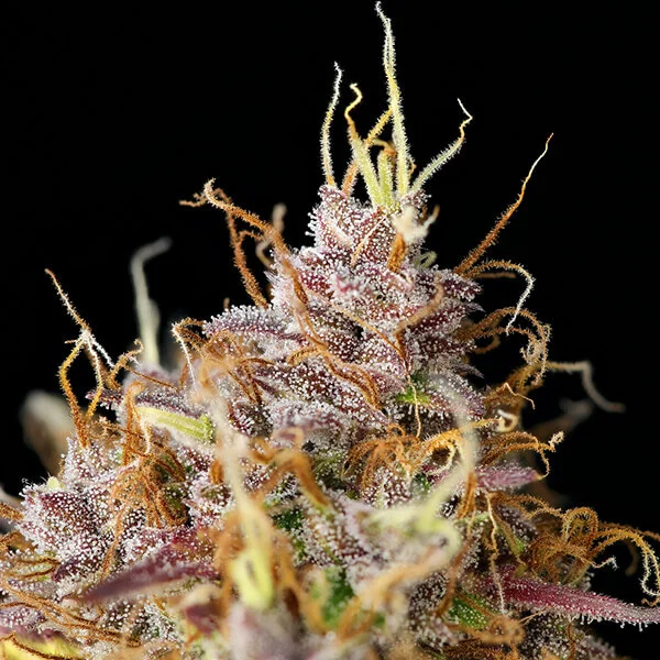 Royal Queen Seeds Semințe de canabis Purple Queen Auto