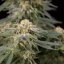Silent Seeds Seminte de Canabis Lemon Tree Fast By Lemon Tree Feminizate