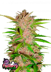 Fast Buds Sjemenke konoplje Fastberry Auto