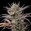 Royal Queen Seeds Seminte de canabis North Thunderfuck feminizate
