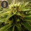 Blimburn Seeds Cannabis Seeds Mamba Negra CBD feminizált