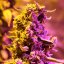 Doctor´s Choice Seeds Doctor´s Choice #1 Auto Feminized