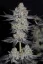 Fast Buds Sjemenke kanabisa Tropicana kolačići FF
