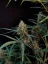 Fast Buds Насіння канабісу Jack Herer Auto