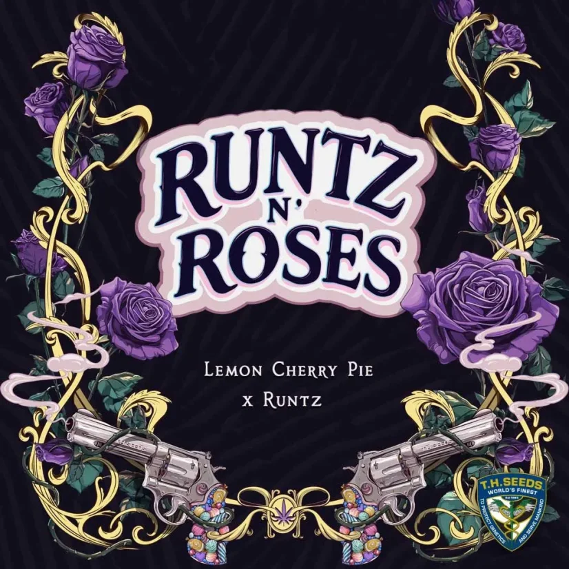 T.H.Seeds™ Seminte de canabis Runtz N' Roses, pachete diverse, feminizate