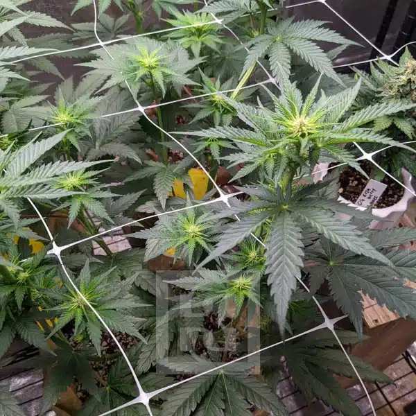 Blimburn Seeds Cannabiszaden Blue Dream Gefeminiseerd